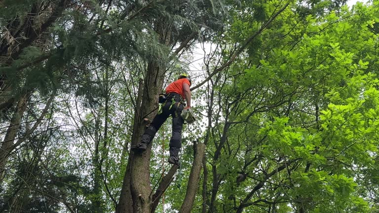 How Our Tree Care Process Works  in Lagunitas Forest Knolls, CA